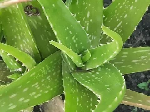 Aloe vera Stock Photos