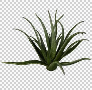 Aloe vera Stock Photos
