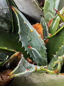 An aloe vera plant and a monsoon day Stock Photos