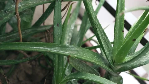 An aloe Vera plant in a balcony with metal bars in sunlight Stock Footage