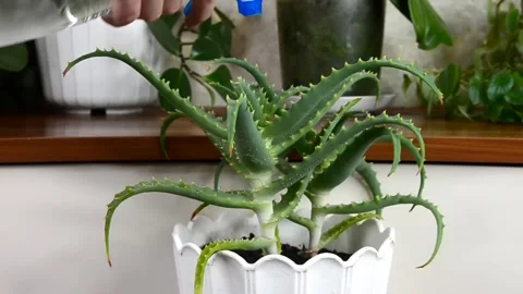 Aloe vera plant Stock Footage 155576767