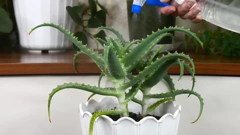 Aloe vera plant Stock Footage 155578039