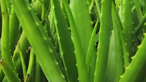 Aloe vera plant 스톡 동영상 291374647