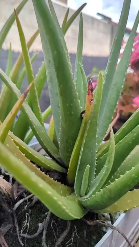 Aloe Vera Plant Stock Footage 325391387