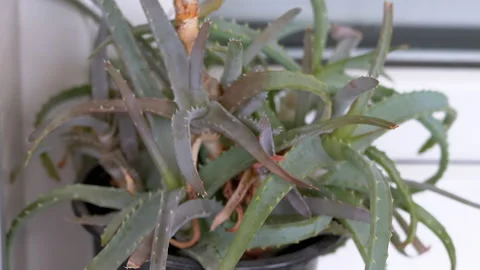 Aloe Vera Plant in Hand Stock Footage 312011753