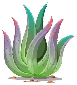 An aloe vera plant Stock Illustration
