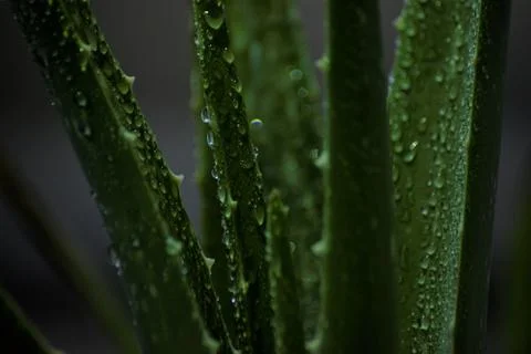 Aloe Vera plant. Foto stock