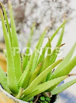 Aloe Vera plant Stock Photos