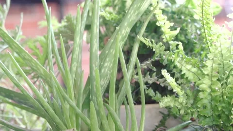 Aloe vera plant pot in backyard Stock Footage