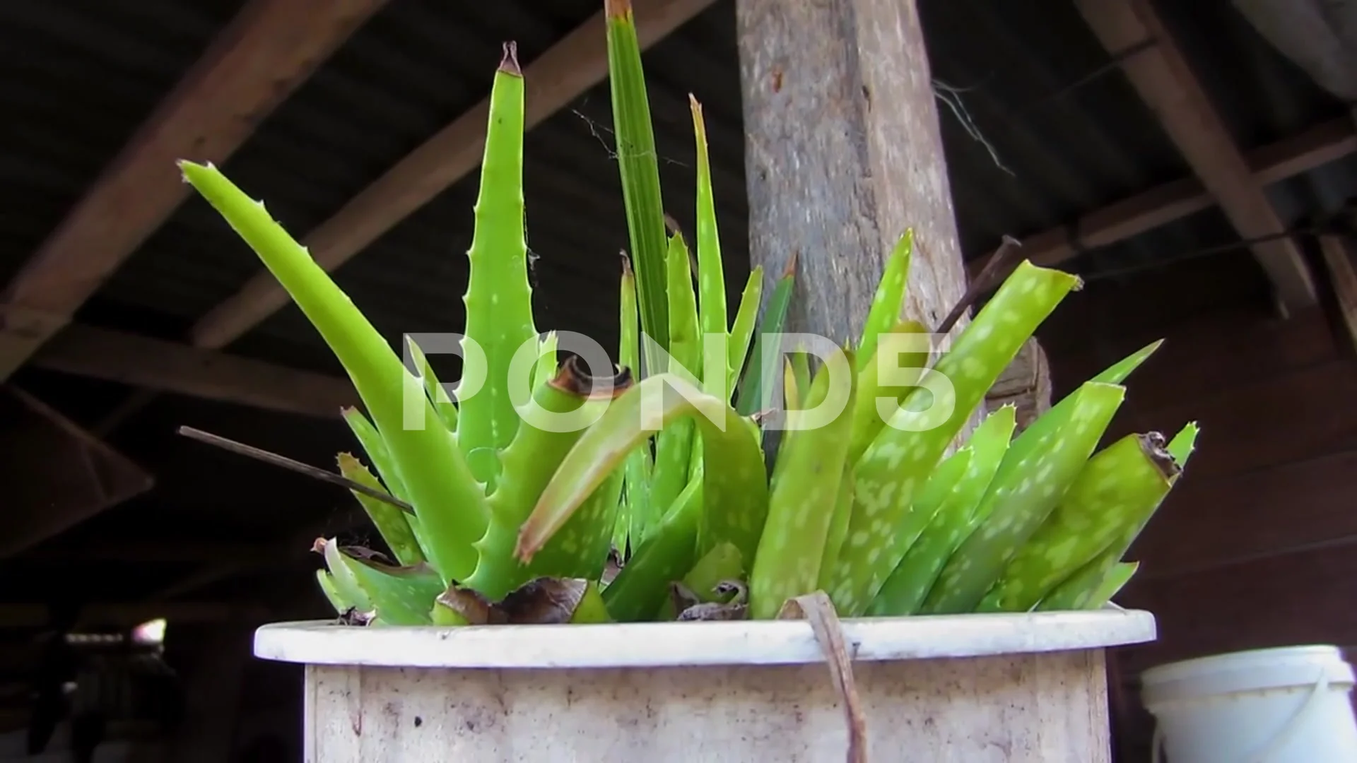 Aloe vera plant in a pot hanging on a wooden pole. Herbal plants for heal