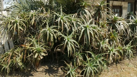 Aloe vera plants. Stock Footage 87722443