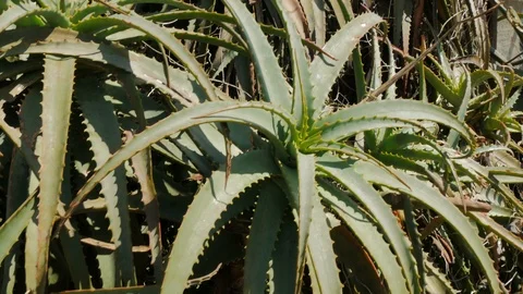 Aloe vera plants. Stock Footage 87722448