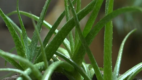 Aloe Vera Plants Stock Footage 122704317