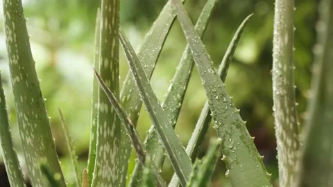 Aloe vera plants Stock Footage 156196936