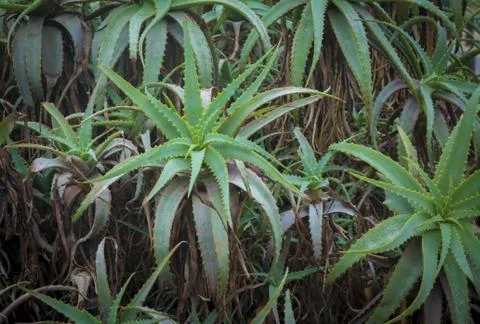 Aloe vera plants Stock Photos