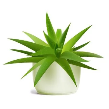 Aloe vera in pot Stock Illustration