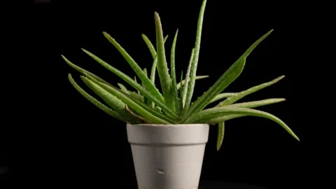 Aloe Vera Pot Rotating Stock Footage 284277535