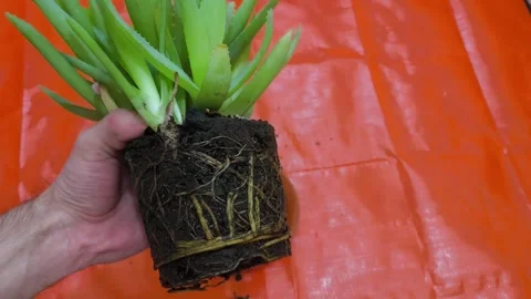 Aloe Vera Root System Close Up - Root Bound Plant Ready for Repotting Video stock 328946623