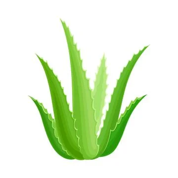 Aloe Vera Rosette of Large, Thick, Fleshy Leaves Vector Illustration イラスト素材