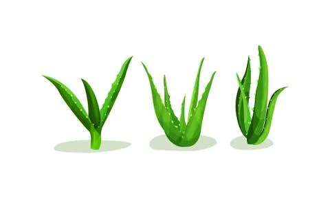 Aloe Vera Rosette of Large, Thick, Fleshy Leaves Vector Set Illustrazione stock