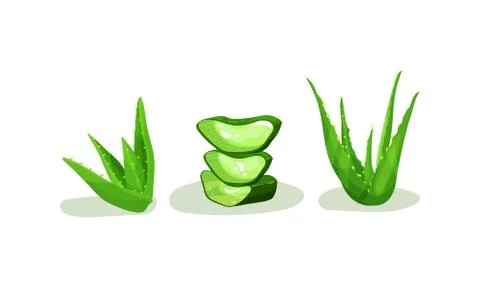Aloe Vera Rosette of Large, Thick, Fleshy Leaves Vector Set Illustrazione stock