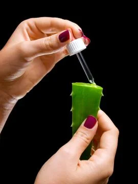 Aloe vera sample Stock Photos