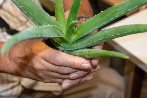 Aloe Vera silver in the hands of an elderly person Stock Photos
