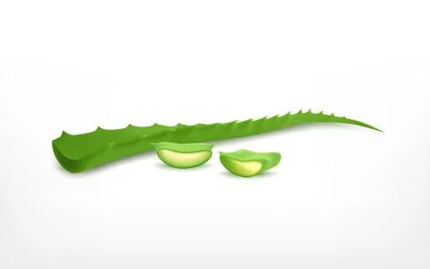 Aloe vera with slice Stock Illustration