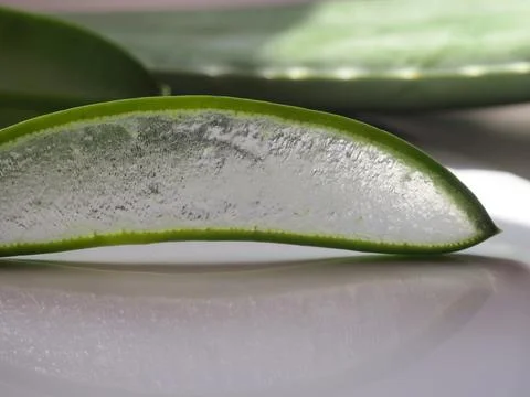 Aloe Vera Slice 스톡 사진