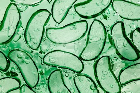 Aloe vera slice texture background. Medicinal plant. Used to treat and to make a Stock Photos