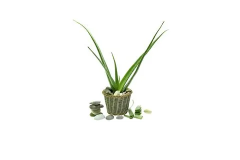 Aloe vera slice on white background. Stock Photos