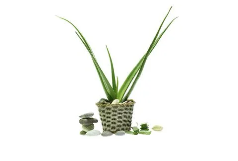 Aloe vera slice on white background. Stock Photos