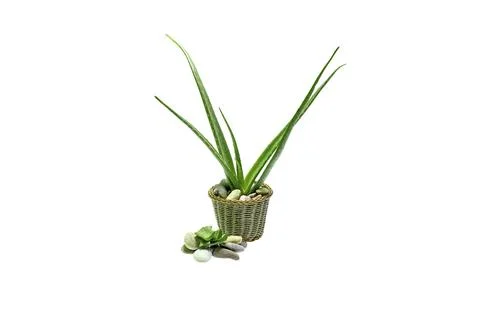 Aloe vera slice on white background. Stock Photos
