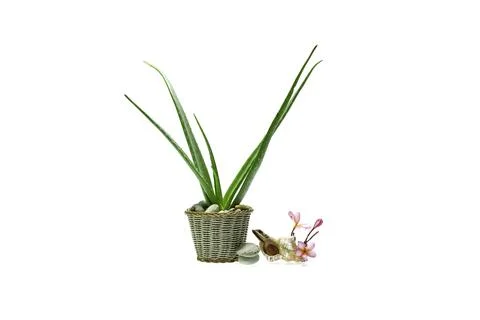 Aloe vera slice on white background. Stock Photos