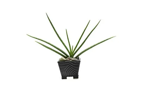 Aloe vera slice on white background. Stock Photos