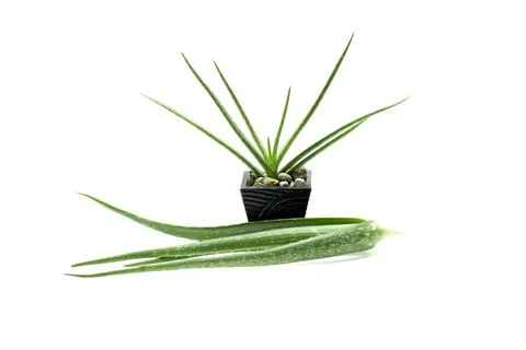 Aloe vera slice on white background. Stock Photos