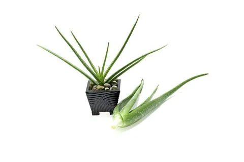 Aloe vera slice on white background. Stock Photos
