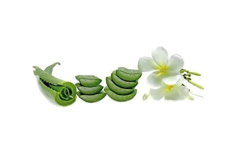 Aloe vera slice on white background. Stock Photos