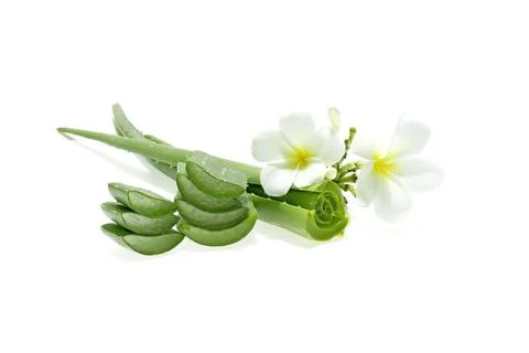 Aloe vera slice on white background. Stock Photos