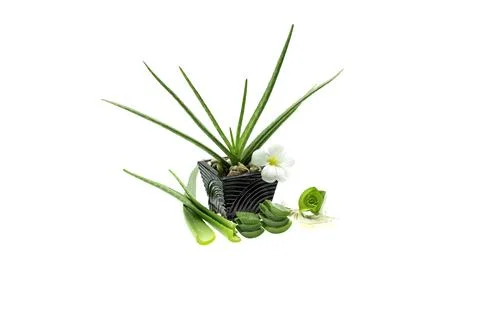 Aloe vera slice on white background. Stock Photos