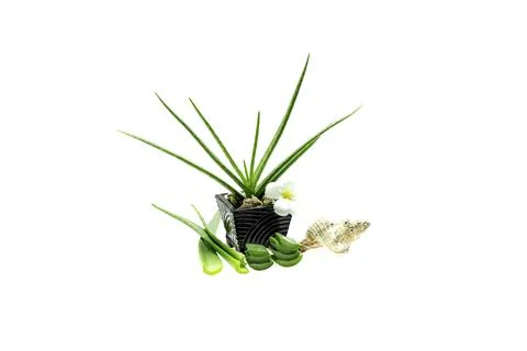 Aloe vera slice on white background. Stock Photos