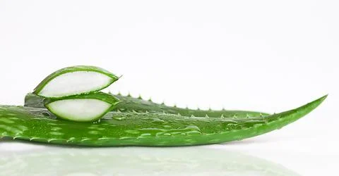 Aloe Vera sliced isolated on a white background Stock Photos