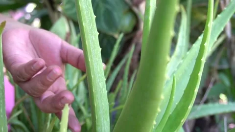 Aloe vera tree and Aloe vera gel. A woman's hand holding a knife to cut aloe. Stock Footage 134098232