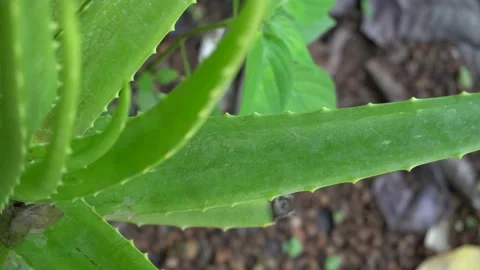 Aloe vera tree and pan right camera Stock Footage 134038399