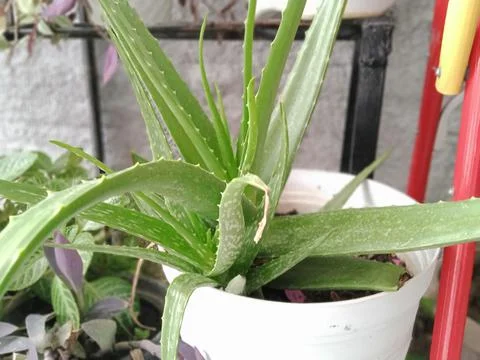 Aloe vera tree Foto stock