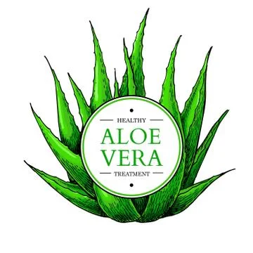 Aloe vera vector illustration with frame. Hand drawn artistic isolated obje.. Stock Illustration