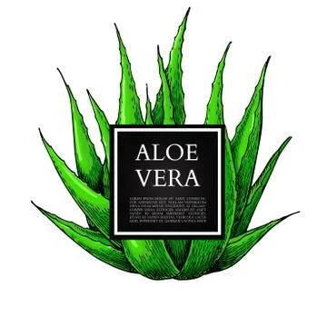 Aloe vera vector illustration with frame. Hand drawn artistic isolated obje.. Stock Illustration
