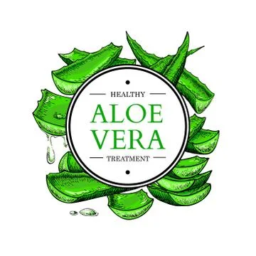 Aloe vera vector illustration with frame. Hand drawn artistic isolated obje.. Stock Illustration