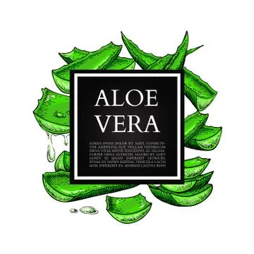Aloe vera vector illustration with frame. Hand drawn artistic isolated obje.. Stock Illustration