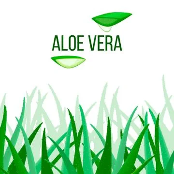 Aloe Vera vector. slices and Plant. Aloe barbadensis Mill, Star cactus, Aloe, Stock Illustration